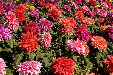 《刺客信条：幻景》开启预购 收藏版无游戏本体光盘