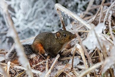 消息称《古惑狼4》等3款游戏加入7月PS+会免名单